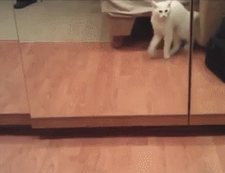 gifs_19.gif