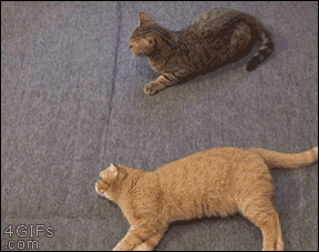 aac56f74jw1emvo5wp9jag208006bx6p.gif