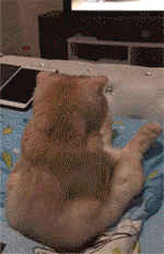 79a00895jw1entuvwrcu7g204606hkjl.gif