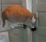 78eb49edtw1eo5lr03q3xg204603uapi.gif