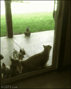 78eb49edtw1eo5lsk3axyg206o08c1ku.gif