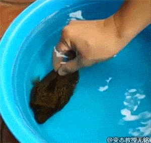 d54a1fa7jw1eolux4ztjvg208c07x7wj.gif