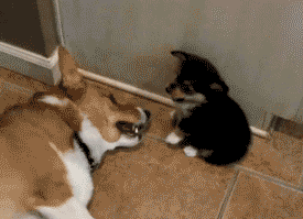 9e14cb4agw1empz34v0nlg207n05j4bw.gif