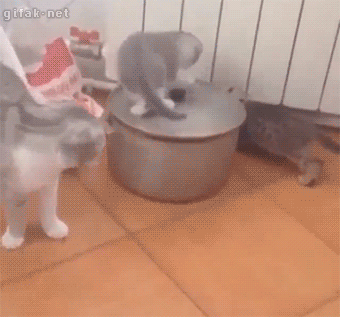 gifs_02.gif