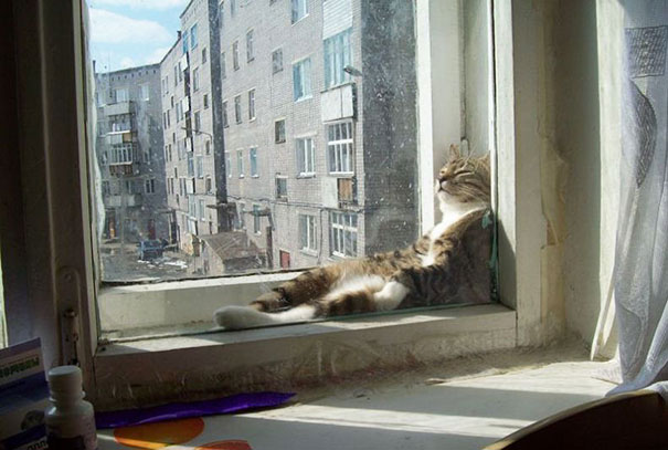 cat-who-loves-warmth-2__605.jpg