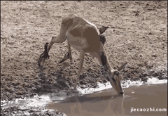 79a00895jw1eodsy1ts8vg206o04lb29.gif
