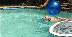 b0cb01d6jw1esnfqk1dfug206o03h1fv.gif