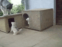 99d8029ejw1eszx90tpgzg205k046x6p.gif