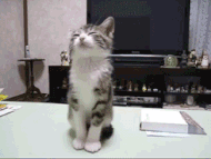 a1.gif