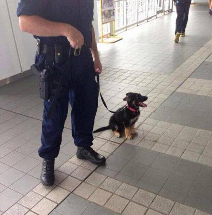 479_我夠兇狠嗎___張搞笑動物圖_齊來輕鬆一下__18.jpg