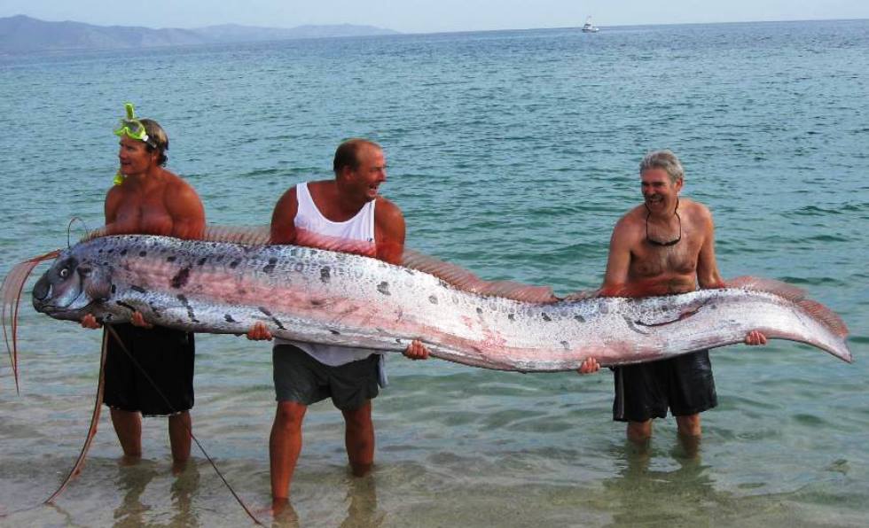interesting-pictures-oarfish.jpg